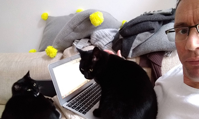 Cat-atop-a-laptop